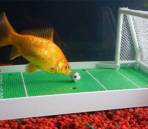 Goldfish Soccer