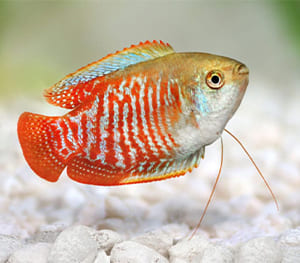 Gourami