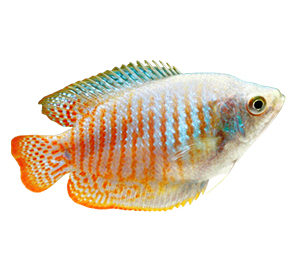 Gouramis