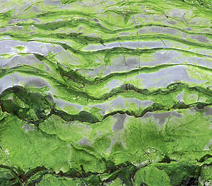 Green Algae