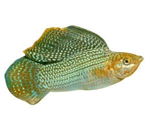 Green Sailfin Molly 