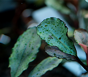 Green Spot Algae