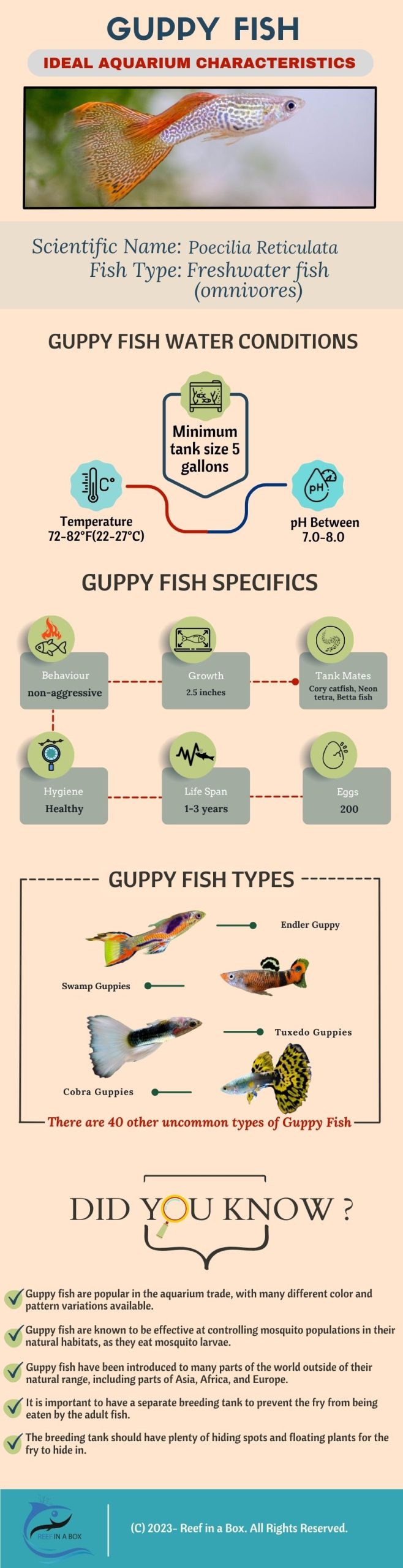 Guppy fish Infographic