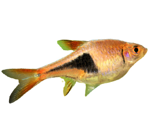 Harlequin Rasboras