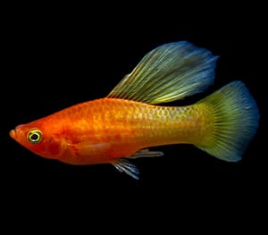 High fin Platy Fish