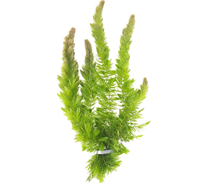 Hornwort