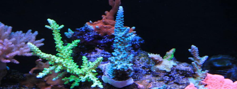 How To Dip Corals