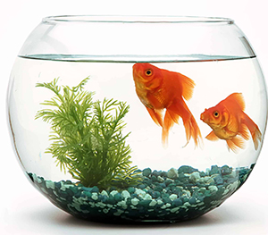 How to know if your Fish are Well Fed