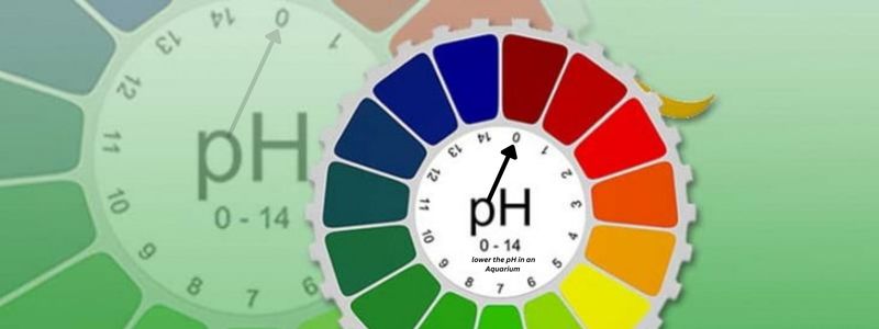 How To Lower The pH In An Aquarium