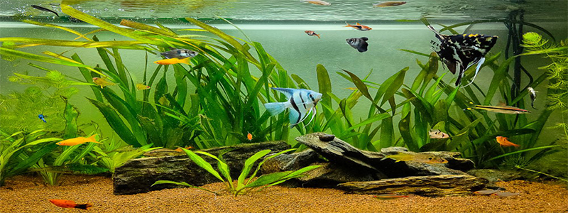 Impact of Nitrates In Aquarium Every Fish Keeper Must Know