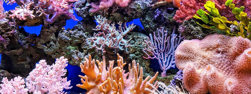 Interesting Facts About Coral Reef