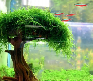 Java Moss Trees