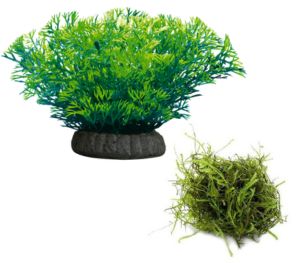 Java Moss