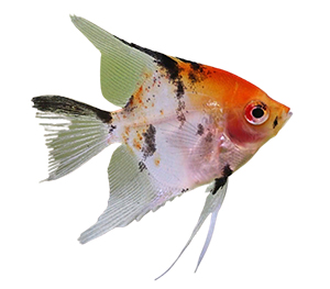 Koi Angelfish 