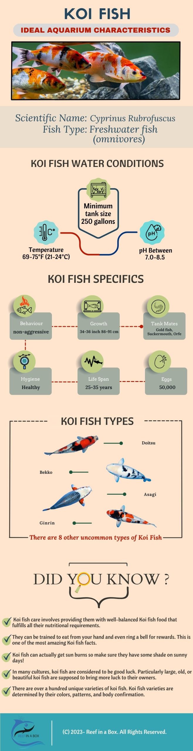 Koi Fish 