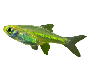 Kubotai Rasbora 