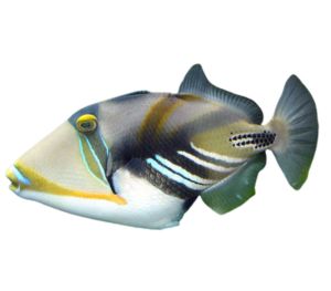 Lagoon Triggerfish
