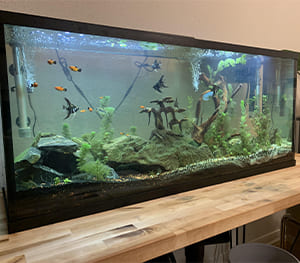 Large 55 Gallon Breeder Tank