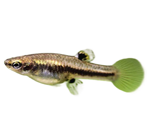 Least Killifish