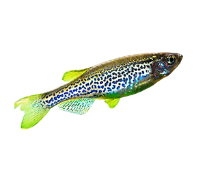 Leopard Danios