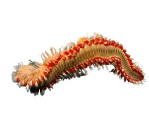 Linopherus polychaete