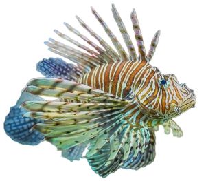 Lionfish