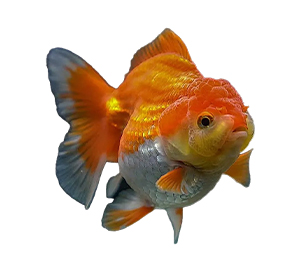 Lionhead Goldfish