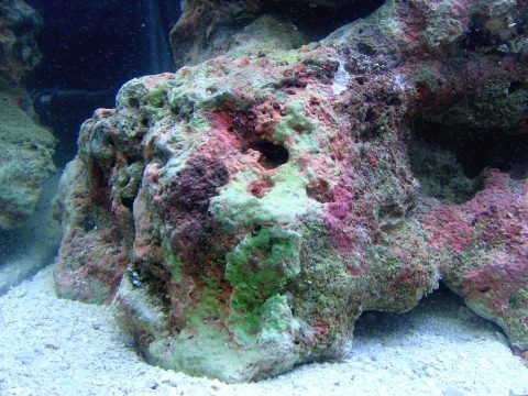 Live rock with coraline algae starting to grow on it