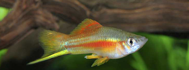 Livebearing Fish: A Guide on Their Breed and Care