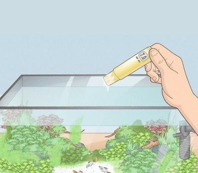 Photo inspiration: How To Lower The Ph In An Aquarium Photo Inspiration