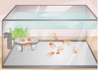 Maintaining a healthy number of fish in the tank