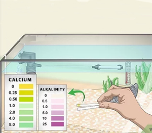 Maintaining the Balance Between Calcium and Alkalinity