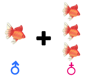 Male to Female Ratio