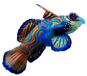 Mandarinfish