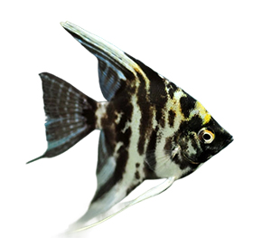 Marble Angelfish 