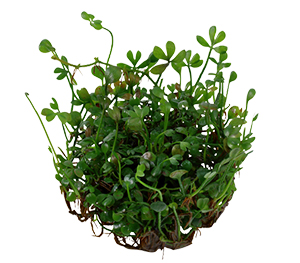 Marsilea Minuta