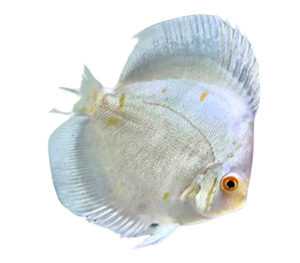 Mercury Discus