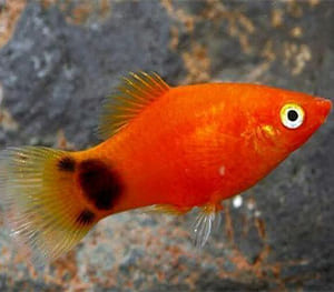 Mickey Mouse Platy Fish