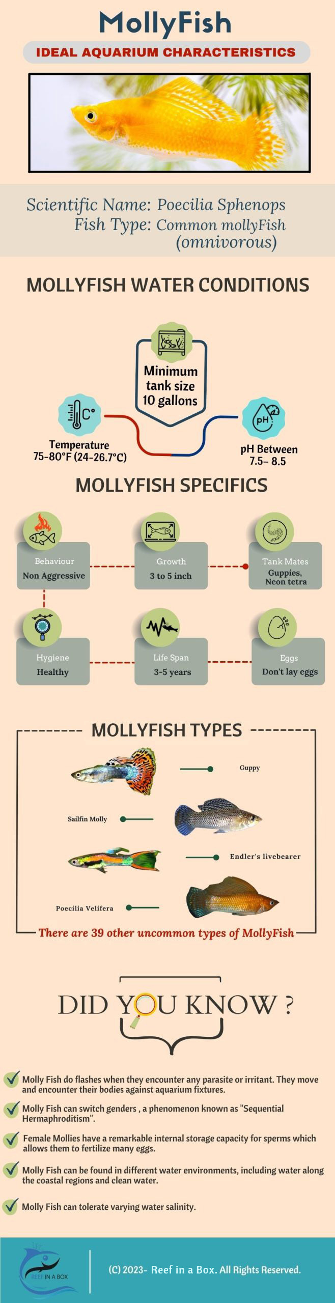 Molly Fish [Infographic]