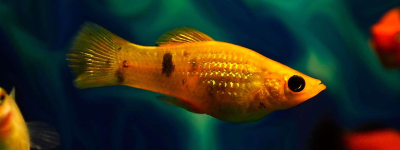 Molly Fish Types: Everything You Need to Know About Them