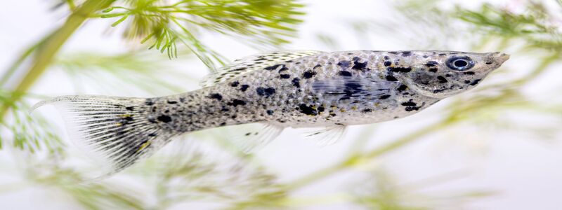 Molly Fish