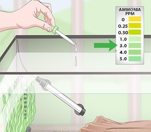 Monitoring Ammonia Levels