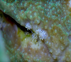 Montipora-Eating Nudibranchs
