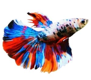 Multicoloured Betta
