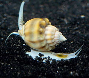 Nassarius Snails for Sand Cleaning