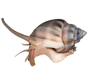 Nassarius snails 