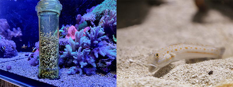 Natural and Artificial Ways To Clean Your Reef Tank Sand Bed