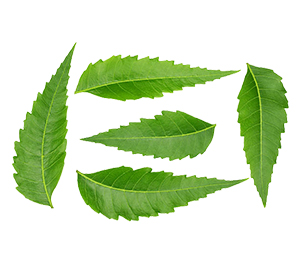 Neem leaves