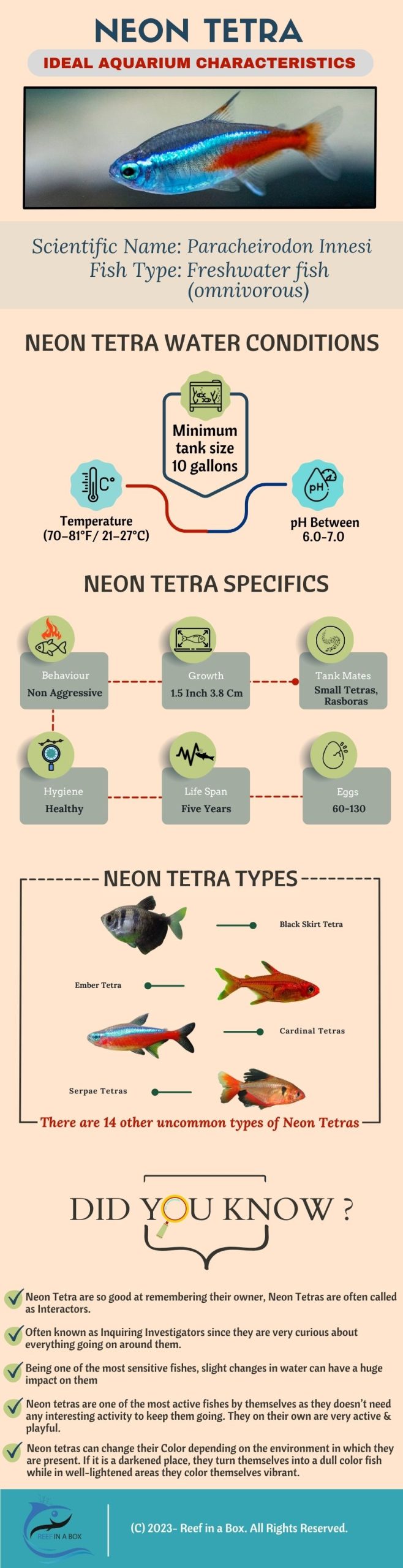 Neon Tetra Fish [Infographic]