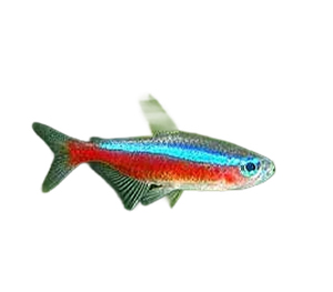 Neon tetra